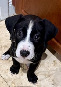 Puppy COOKIE Tuxedo Gal - Photo 4
