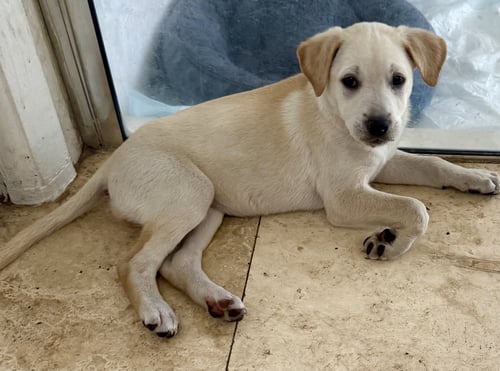 SHY STUNNING SWEET YELLOW LAB PUPPY GIRL