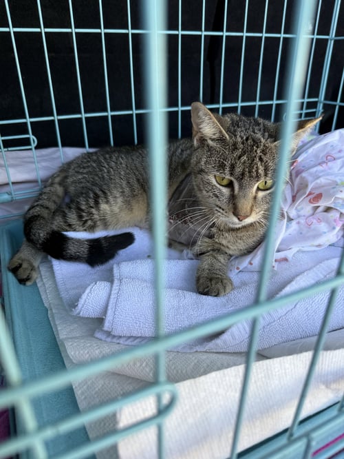 TABI TRI POD TABBY GIRL - Domestic Short Hair available for adoption