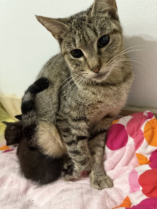 TABI TRI POD TABBY GIRL - Domestic Short Hair for adoption in Boca Raton