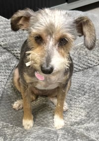 Hypoallergenic Yorkshire Terrier Meg - Photo 1