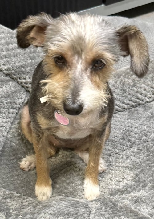 HYPOALLERGENIC YORKSHIRE TERRIER MEG - Yorkshire Terrier Yorkie available for adoption