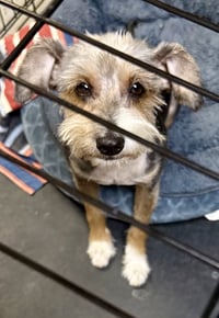 Hypoallergenic Yorkshire Terrier Meg - Photo 2