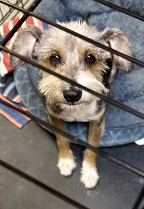 HYPOALLERGENIC YORKSHIRE TERRIER MEG - Yorkshire Terrier Yorkie available for adoption