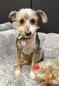 Hypoallergenic Yorkshire Terrier Meg - Photo 3