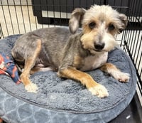 Hypoallergenic Yorkshire Terrier Meg - Photo 4