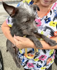 Hypoallergenic puppy Yorkie lucky - Photo 4