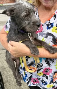 Hypoallergenic puppy Yorkie lucky - Photo 2