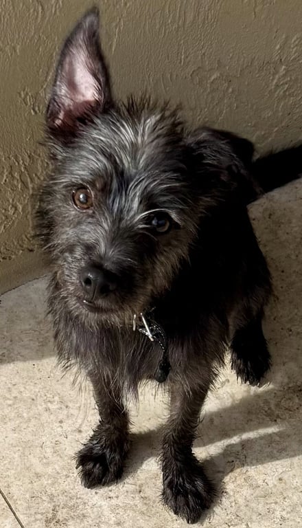 Hypoallergenic puppy Yorkie lucky Image
