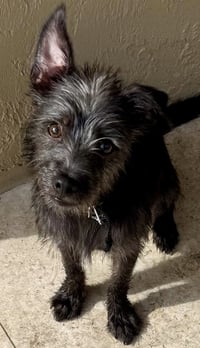 Hypoallergenic puppy Yorkie lucky - Photo 1