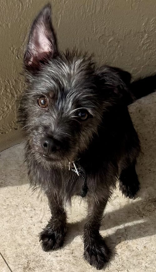 HYPOALLERGENIC PUPPY YORKIE LUCKY - Yorkshire Terrier Yorkie for adoption in Boca Raton