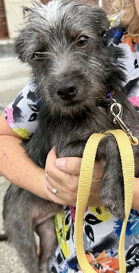 Hypoallergenic puppy Yorkie lucky - Photo 3