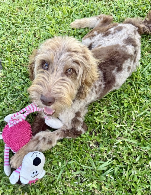 HYPOALLERGENIC LABRADOODLE PUPPY BOY BISCI