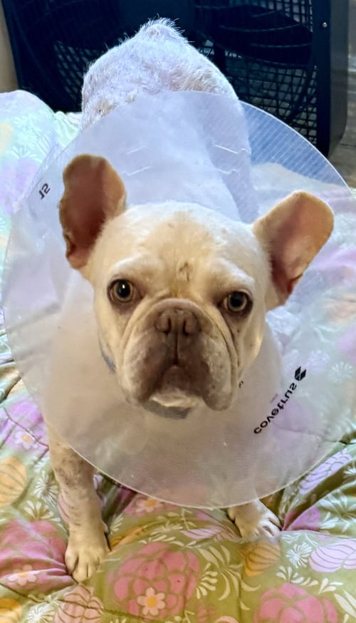 PUREBRED FEMALE FRENCH BULLDOG STORM - French Bulldog available for adoption