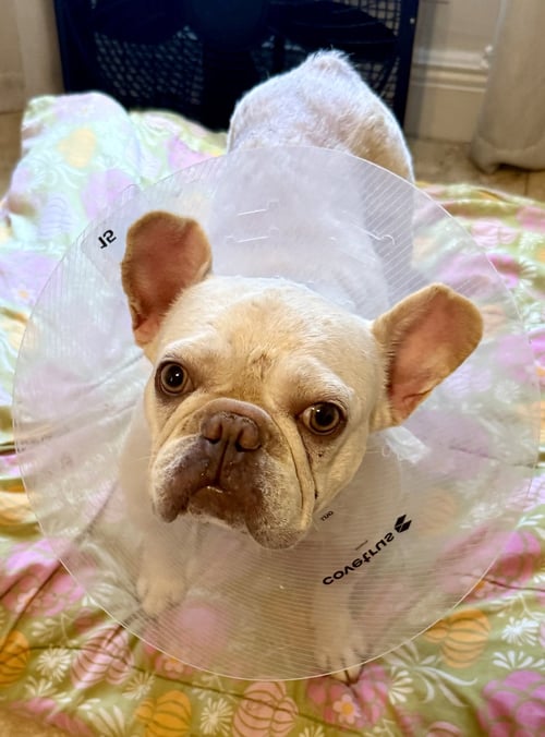 PUREBRED FEMALE FRENCH BULLDOG STORM - French Bulldog available for adoption