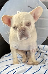 Purebred Female French Bulldog Storm - Photo 3