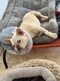 Purebred Female French Bulldog Storm - Photo 4