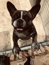 Oli Purebred female French Bulldog - Photo 1