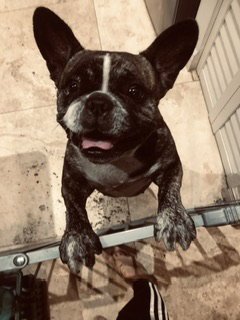 OLI PUREBRED FEMALE FRENCH BULLDOG - French Bulldog for adoption in Deerfield Beach