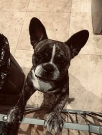 Oli Purebred female French Bulldog - Photo 2