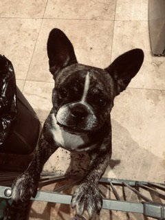 OLI PUREBRED FEMALE FRENCH BULLDOG - French Bulldog available for adoption