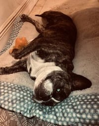Oli Purebred female French Bulldog - Photo 3