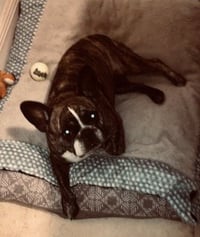 Oli Purebred female French Bulldog - Photo 4
