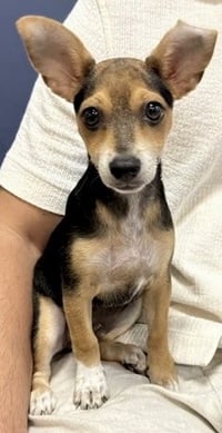 Mini Beagle boy PUPPY Astro - Photo 1