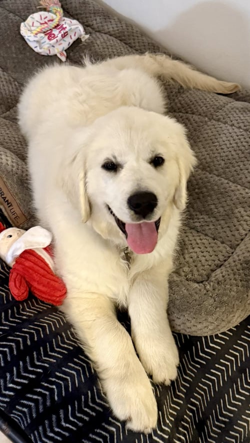 ENGLISH CREAM GOLDEN RETRIEVER BOY PUPPY