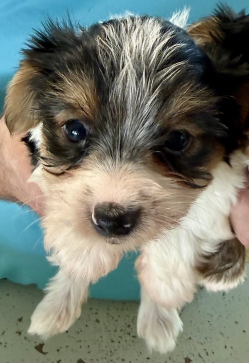 HYPOALLERGENIC PUREBRED  YORKIE BOY PUP