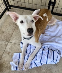 TOT Sweet Puppy - Photo 2