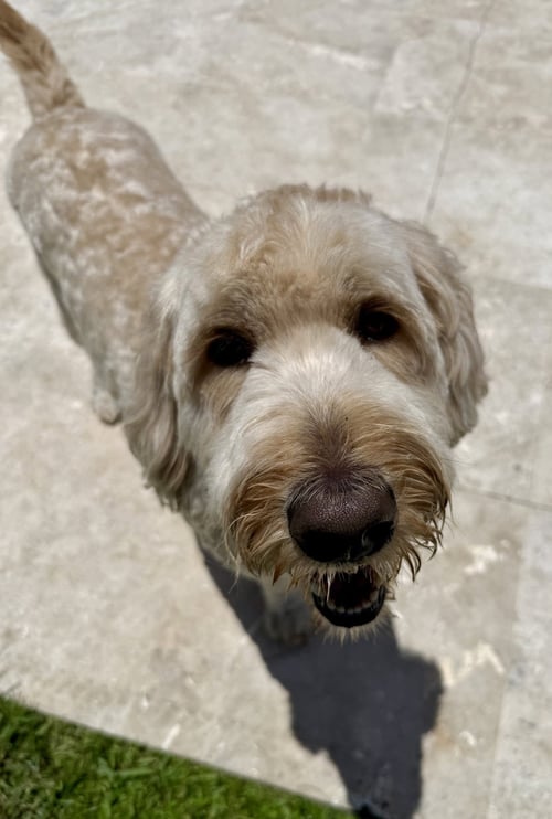 GOLDENDOODLE BILLY HYPOALLERGENIC - Golden Retriever / Poodle (Standard) for adoption in Boynton Beach