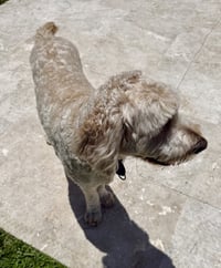 Goldendoodle Billy Hypoallergenic - Photo 2