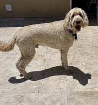 Goldendoodle Billy Hypoallergenic - Photo 4