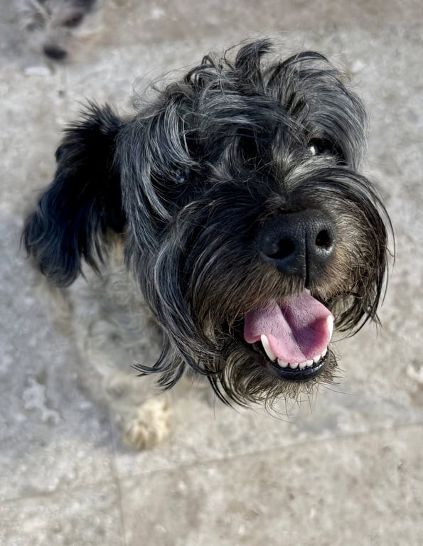 Hypoallergenic Mini Schnauzer pup girl Twinkles Image