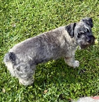 Hypoallergenic Mini Schnauzer pup girl Twinkles - Photo 2