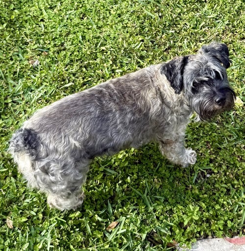 HYPOALLERGENIC MINI SCHNAUZER PUP GIRL TWINKLES - Miniature Schnauzer available for adoption
