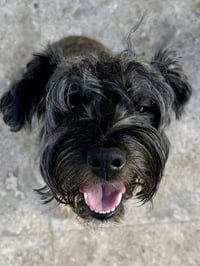 Hypoallergenic Mini Schnauzer pup girl Twinkles - Photo 3