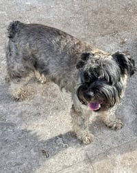 Hypoallergenic Mini Schnauzer pup girl Twinkles - Photo 4