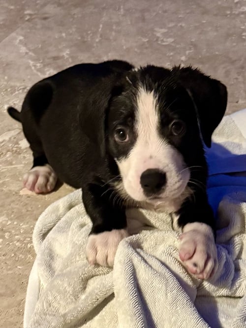 PUPPY CREAM BOY TUXEDO - Labrador Retriever / American Bulldog for adoption in Boca Raton