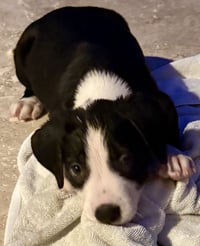 Puppy CREAM Boy tuxedo - Photo 2