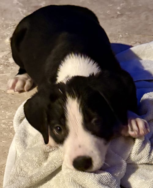 PUPPY CREAM BOY TUXEDO - Labrador Retriever / American Bulldog available for adoption