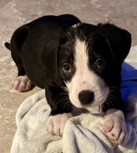 Puppy CREAM Boy tuxedo - Photo 3