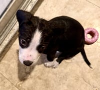 Puppy CREAM Boy tuxedo - Photo 4