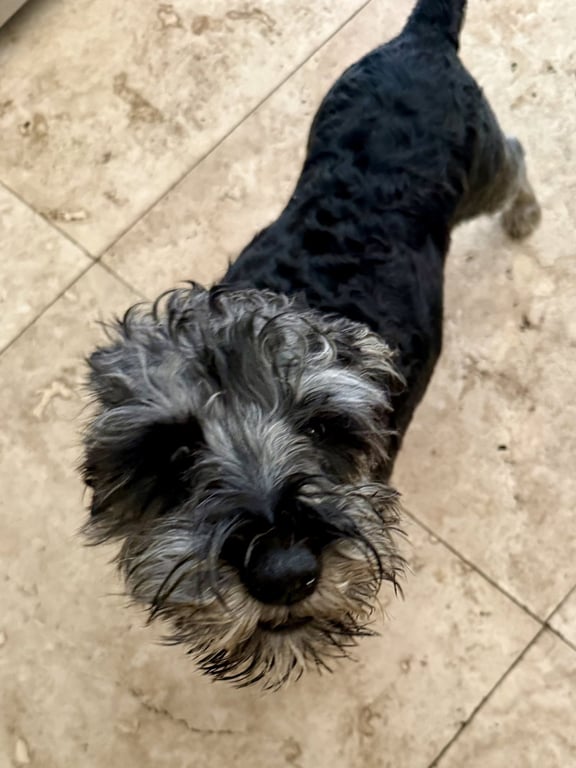 Hypoallergenic Mini Schnauzer boy Puppy LG Image