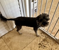 Hypoallergenic Mini Schnauzer boy Puppy LG - Photo 2