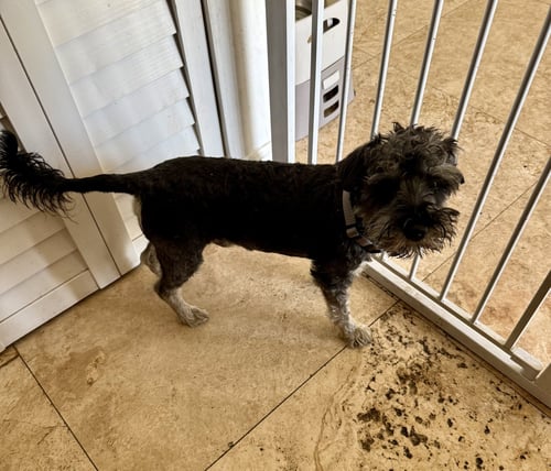 HYPOALLERGENIC MINI SCHNAUZER BOY PUPPY LG - Miniature Schnauzer available for adoption