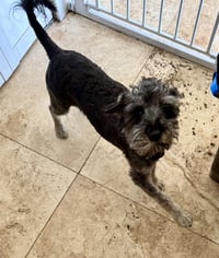 Hypoallergenic Mini Schnauzer boy Puppy LG - Photo 3