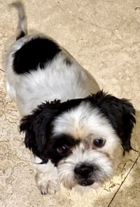 Purebred Hypoallergeni Shihtzu Chip - Photo 1