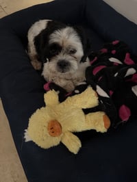 Purebred Hypoallergeni Shihtzu Chip - Photo 2